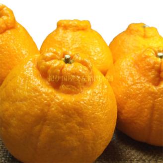 田村産「デコ」不知火[約3kg]湯浅町田村産春みかん(果実サイズおまかせ)/紀伊国屋文左衛門本舗　※2026年2月中旬～2026年3月下旬頃に順次発送予定(お届け日指定不可)【sgtb493A】