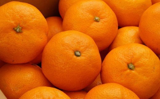 [秀品]和歌山有田みかん　5kg(MサイズまたはLサイズのいずれか) ※2025年11月中旬～1月中旬頃順次発送予定（お届け日指定不可）【tec834A】