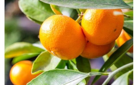 【濃厚・まろやか】有田産樹上越冬完熟みかん5kg（2S～Mサイズ混合・赤秀） みかん 蜜柑 ミカン フルーツ【tec873】