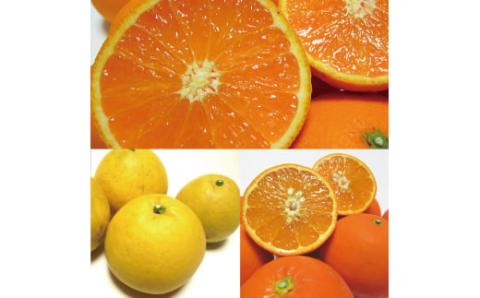 【旬のくだもの定期便】和歌山県の旬のフルーツを毎月お届け！　全12回【Ｓ】（配送日時指定不可）※北海道・沖縄・離島への配送不可 / 定期便 フルーツ みかん いちご イチゴ セミノール 河内晩柑 すい【ard-tkb901A】