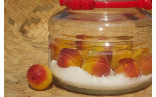 【梅干・梅酒用】（4Lまたは3L－2Kg）熟南高梅＜2026年6月上旬～7月上旬ごろに順次発送予定＞ 【art006B】