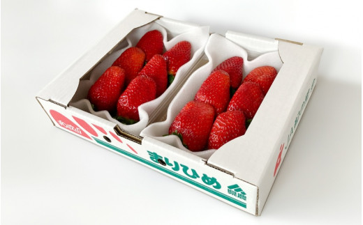 【先行予約】特大まりひめ いちご 朝摘 6個～11個入り×2パック  2026年1月中旬～2026年3月末頃に順次発送予定（お届け日指定不可）/ いちご 苺 まりひめ 和歌山 フルーツ  果物 くだもの【kiy003A】