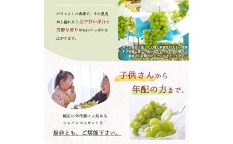 紀州和歌山産 シャインマスカット 約1kg ※2026年8月中旬～9月上旬頃に順次発送 ※日付指定不可 ぶどう ブドウ 葡萄 マスカット 果物 くだもの フルーツ 人気【uot782】