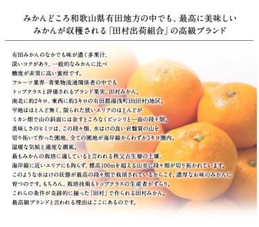 【予約受付】田村みかん 特選ギフト品 10kg【Lサイズ】赤秀/紀州和歌山有田郡湯浅町田村地区産 ◆2025年11月下旬～2026年1月中旬頃に順次発送(お届け日指定不可)　紀伊国屋文左衛門本舗【sgtb302B】