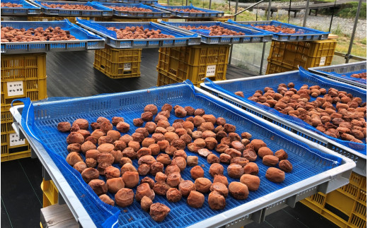 昔ながらの手作り完熟梅干し 1.8kg【2026年1月中旬より順次発送致します。】/ 梅干し 梅干 梅 完熟 昔ながら 無添加 特別栽培農産物 減農薬 【zeu001B】