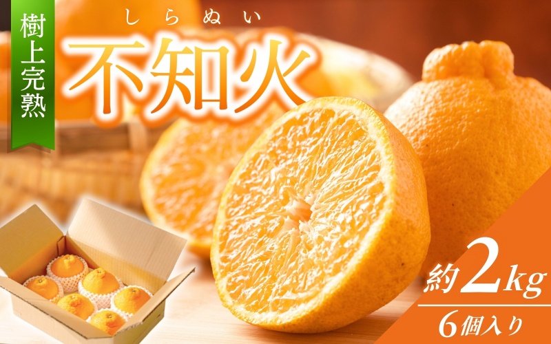 【先行予約】【数量わずか】樹上完熟しらぬい（不知火） 約2kg(6個) 秀品 2026年2月下旬～2026年4月中旬頃に順次発送予定（お届け日指定不可）/ 和歌山 みかん しらぬい 不知火 フルーツ 柑橘 蜜柑 果物 くだもの【kgr005】