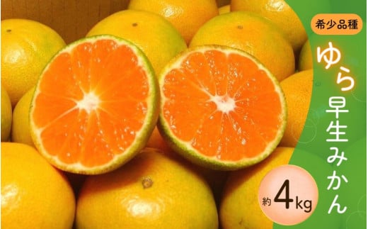 濃厚な味わい ご家庭用 ゆら早生みかん　約4kgサイズ混合【2026年10月上旬～11月より発送】希少品種《有機質肥料100％》※2025年10月上旬より順次発送予定【nuk162B】