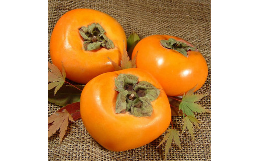 和歌山の 種なし 柿 約7.5kg【秀品：サイズ・品種おまかせ】和歌山県産/紀伊国屋文左衛門本舗　※2026年9月下旬～2026年11月下旬頃に順次発送予定(お届け日指定不可)【sgtb801B】