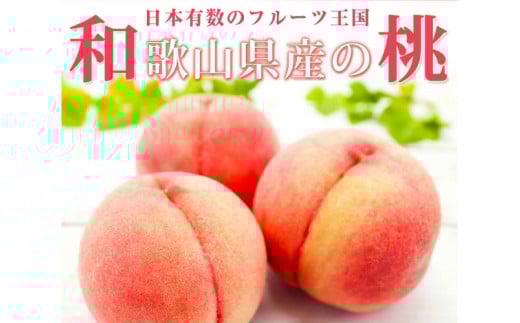 紀州和歌山産の桃　１５玉　化粧箱入 ※2026年6月下旬頃〜2026年8月上旬頃順次発送（お届け日指定不可）【uot780A】