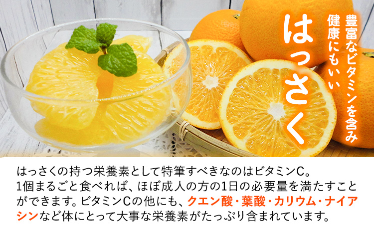 【先行予約】八朔ネット入約15kg3L-Lサイズ JAわかやま 紀の里地域本部 《2026年1月上旬-3月末頃出荷》果物フルーツ柑橘はっさく---wsk_jak20_1j3m_24_22000_15kg---