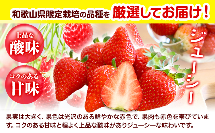いちごまりひめ約500g(250g×2パック)お試しパック苺イチゴJAわかやま 紀の里地域本部《2月中旬-3月末頃出荷》青果物果物くだものフルーツ---wsk_cjak25_2c3m_24_8000_500g---st-p