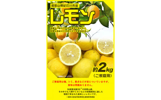 先行予約産レモン約2kgご家庭用サイズ混合前商店《2023年1月上旬-3月末頃出荷》産地直送レモン檸檬---wsk_ucsblk_ac13_22_7000_2kg---st-p