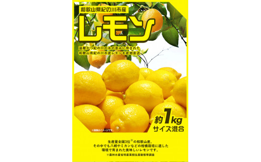 先行予約産レモン約1kgサイズ混合前商店《2023年1月上旬-3月末頃出荷》産地直送レモン檸檬---wsk_ucsblm_ac13_22_7000_1kg---st-p