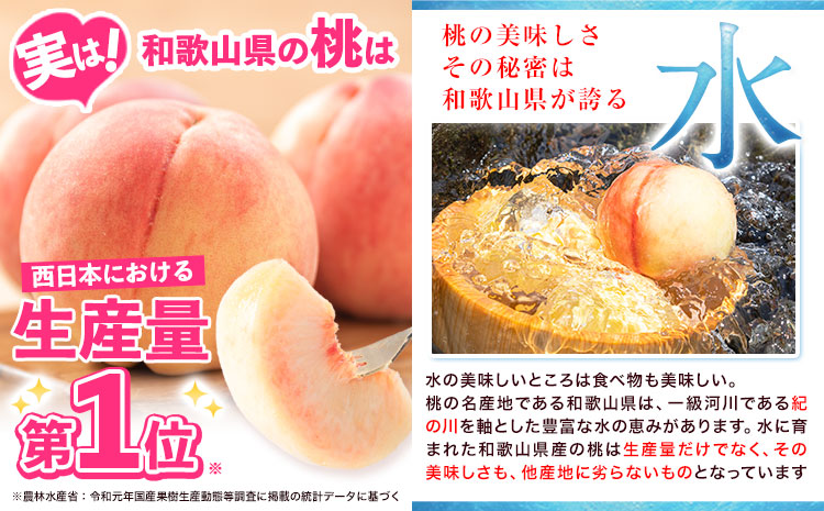 【先行予約】和歌山県産紀の里の桃 約2kg《2026年6月中旬-8月中旬頃出荷》紀の里の桃6～8玉入り桃 もも モモ フルーツ 果物 白鳳 清水白桃 川中島白桃 和歌山県産の桃 紀の川市の桃 和歌山の桃---wfn_cwlocal127_6c8c_25_13000_2kg---