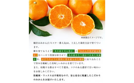 観音山みかん(とろコク一番人気)4kg有限会社柑香園《11月中旬-1月下旬頃出荷》フルーツ果物柑橘みかん---wsk_kcetkn_k111_22_21000_4kg---