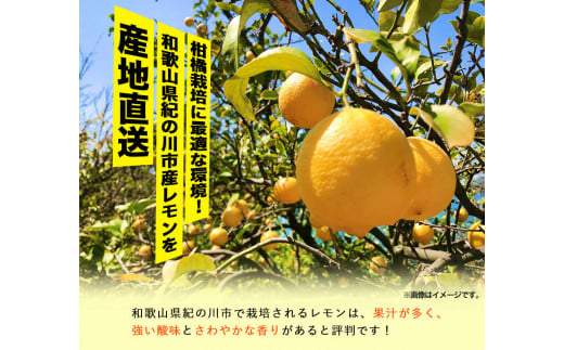 先行予約産レモン約2kgご家庭用サイズ混合前商店《2023年1月上旬-3月末頃出荷》産地直送レモン檸檬---wsk_ucsblk_ac13_22_7000_2kg---st-p