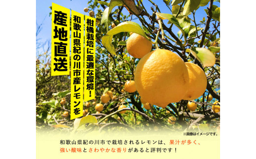 先行予約産レモン約1kgサイズ混合前商店《2023年1月上旬-3月末頃出荷》産地直送レモン檸檬---wsk_ucsblm_ac13_22_7000_1kg---st-p