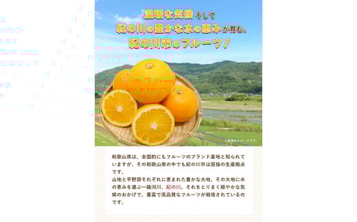 【先行予約】八朔約5kg(3L-Lサイズ) JAわかやま 紀の里地域本部 《2026年1月上旬-3月末頃出荷》果物フルーツ柑橘はっさく---wsk_jak22_1j3m_24_10000_5kg---
