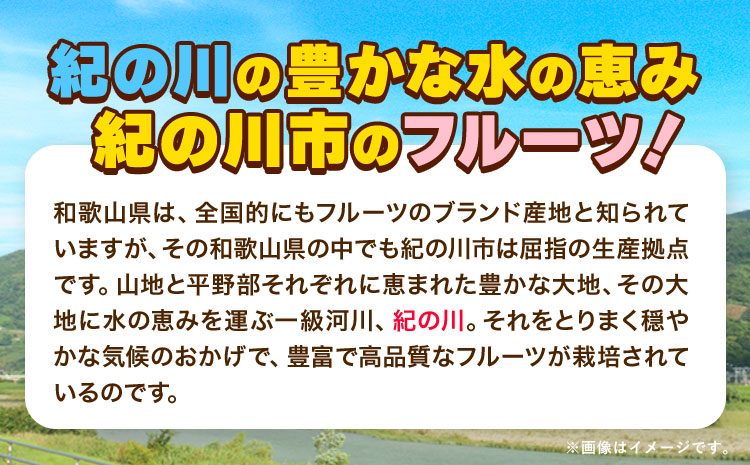 和歌山県産 あんぽ柿大10個セットJAわかやま 紀の里地域本部《90日以内に出荷予定(土日祝除く)》柿果物フルーツ---wsk_jakanpo_90d_22_12000_10c---