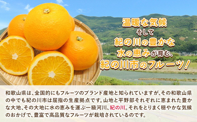 和歌山産 手剥き八朔缶詰 (450g×8缶入り) はっさく 柑橘《30日以内に出荷予定(土日祝除く)》 紀の川市厳選館 和歌山県 紀の川市 フルーツ 果物 缶詰---wsk_gsk45_90d_23_17000_8k---