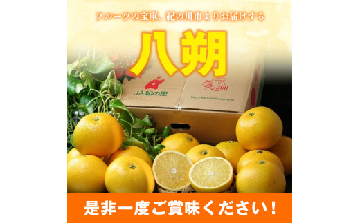 【先行予約】八朔約5kg(3L-Lサイズ) JAわかやま 紀の里地域本部 《2026年1月上旬-3月末頃出荷》果物フルーツ柑橘はっさく---wsk_jak22_1j3m_24_10000_5kg---