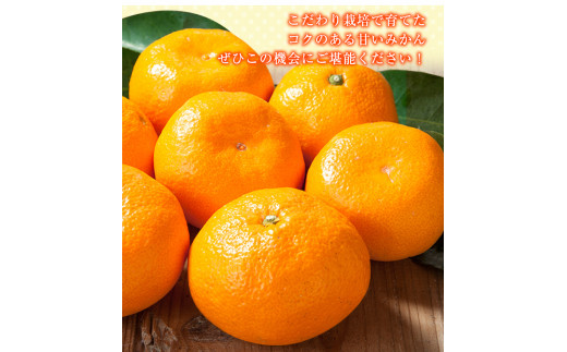 観音山みかん(とろコク一番人気)3kg有限会社柑香園《11月中旬-1月下旬頃出荷》フルーツ果物柑橘みかん---wsk_kcetkn_k111_22_18000_3kg---