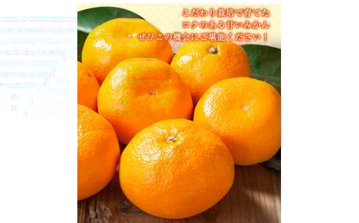 観音山みかん(とろコク一番人気)4kg有限会社柑香園《11月中旬-1月下旬頃出荷》フルーツ果物柑橘みかん---wsk_kcetkn_k111_22_21000_4kg---