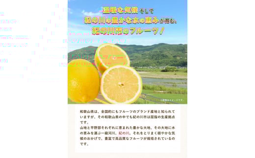 先行予約産レモン約1kgサイズ混合前商店《2023年1月上旬-3月末頃出荷》産地直送レモン檸檬---wsk_ucsblm_ac13_22_7000_1kg---st-p