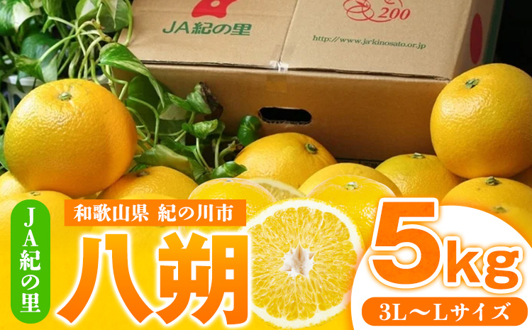 【先行予約】八朔約5kg(3L-Lサイズ) JAわかやま 紀の里地域本部 《2026年1月上旬-3月末頃出荷》果物フルーツ柑橘はっさく---wsk_jak22_1j3m_24_10000_5kg---