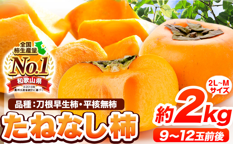 【先行予約】たねなし柿（刀根早生柿・平核無柿）約2kg（9～12玉前後）《2026年9月中旬-11月上旬頃出荷》柿フルーツ2L～Mサイズ---wfn_wlocal77_9c11j_25_7000_2kg---