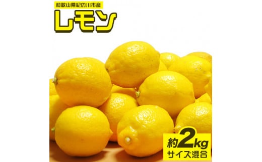 先行予約産レモン約2kgサイズ混合前商店《2023年1月上旬-3月末頃出荷》産地直送レモン檸檬---wsk_ucsblm_ac13_22_10000_2kg---st-p