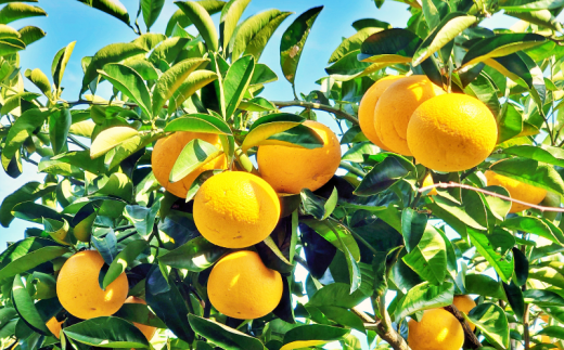 【先行予約】秀優品  八朔  10kg 【M～３Lサイズ混合】【2026年2月上旬から2026年4月中旬頃に順次発送】＜味好農園＞/ はっさく 八朔 ハッサク 柑橘 果物 フルーツ  みかん 美味しい ジューシー【agy023A】