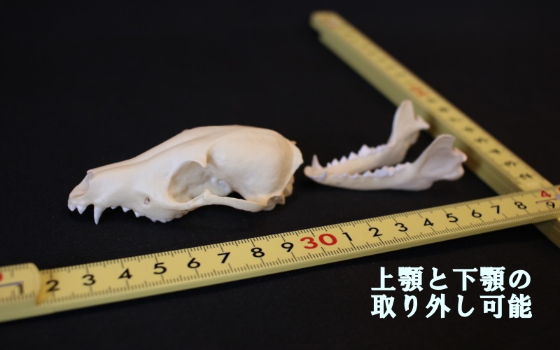  [8cm] タヌキ 縮小頭骨レプリカ  /  レプリカ 標本 コレクション プラモデル 動物標本 頭骨レプリカ 狸 たぬき フィギュア インテリア 模型 動物 博物館 骨格 ミニチュア 3Dプリント キーホルダー 【anf001A】