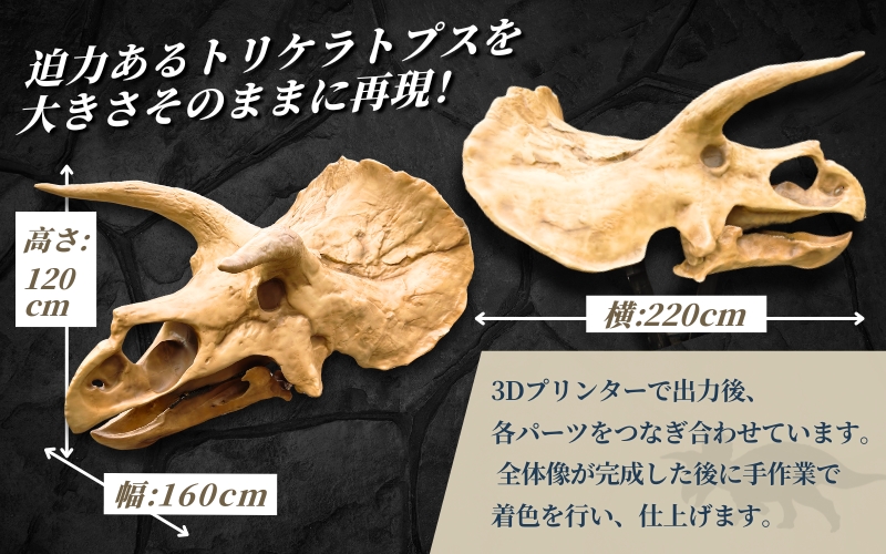 【トリケラトプス】 原寸大 頭骨レプリカ / レプリカ 標本 コレクション プラモデル 実物大 恐竜 骨格レプリカ フィギュア インテリア 展示 模型 博物館 骨格 頭蓋骨 オブジェ 3Dプリント 【anf007】
