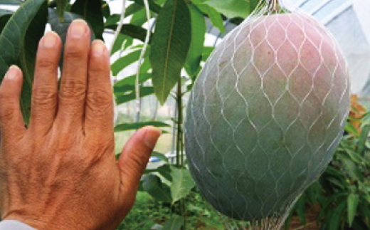 【希少マンゴー】濃厚キーツマンゴー　約800g(1～2玉) ※2024年9月下旬～10月下旬頃に順次発送 / 国産 和歌山県 フルーツ 果物 くだもの 旬【ard041B】