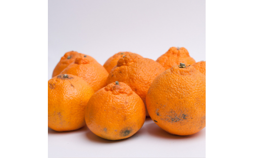 【先行予約】家庭用不知火2.5kg+250g（傷み補償分）＜2月より発送＞/ みかん ミカン 有田みかん 柑橘 フルーツ 果物 和歌山 オレンジ【ikd053D】