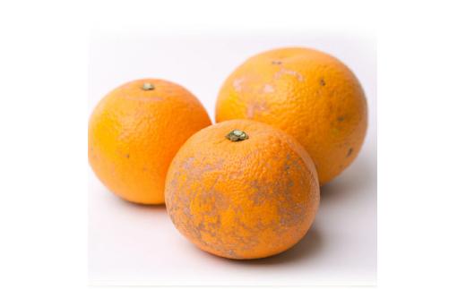 【先行予約】家庭用はっさく5kg+250g（傷み補償分）＜１月より発送＞/ みかん ミカン 有田みかん 柑橘 フルーツ 果物 和歌山 オレンジ【ikd140A】