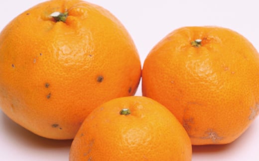 【先行予約】家庭用はるみ1kg+250g（傷み補償分）＜2月より発送＞/ みかん ミカン 有田みかん 柑橘 フルーツ 果物 和歌山 オレンジ【ikd142B】