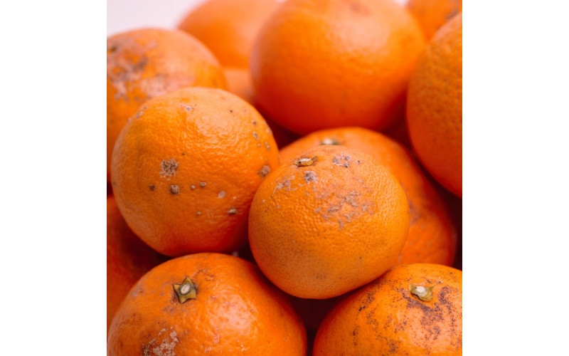 ＜2月より発送＞家庭用 清見1kg+250g（傷み補償分）【光センサー食頃出荷】【樹上完熟きよみオレンジ・清見タンゴール・清美】【わけあり・訳あり】【ikd164B】