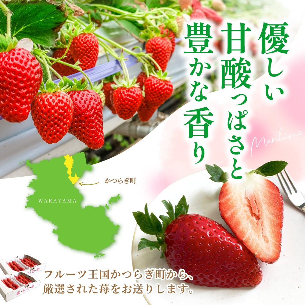 【先行予約】まりひめ いちご 12粒～15粒入り×4パック（1kg）2026年1月中旬～2026年3月中旬頃に順次発送予定（お届け日指定不可）/ いちご 苺 まりひめ 和歌山 フルーツ 果物 くだもの【kgr008A】