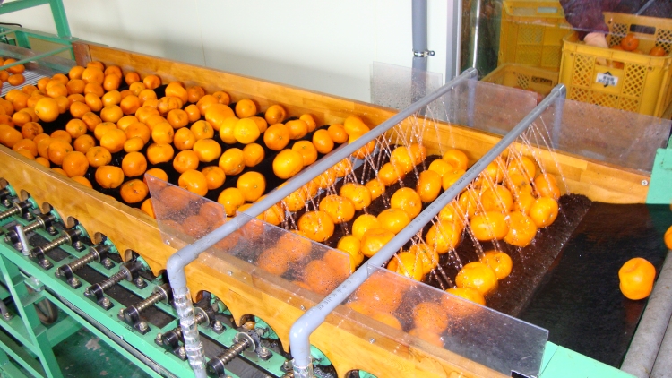 有田みかんの味皇（あじおう）180ml×12本/みかん みかんジュース 有田みかん 【kjk101】