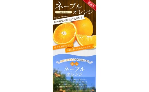 【訳あり】手選別 ネーブルオレンジ 約2kg 和歌山県産 2S~2Lサイズ混合※2026年1月上旬～2月中旬頃に順次発送【mrmt018】