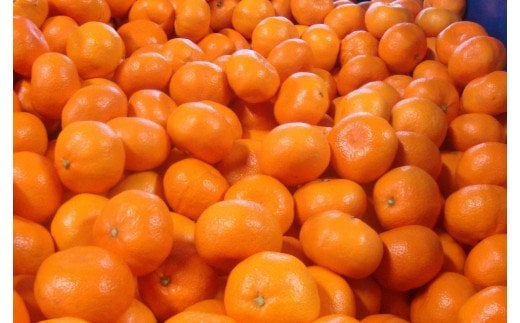 ＼光センサー選別／極 有田みかんプレミアム 約3.5kg【選りすぐりの上位20％をお届け】2S～L\サイズ 有機質肥料100% ※2025年11月下旬～2026年1月上旬頃に順次発送予定 ※北海道・沖縄・離島への配送不可/ミカン 蜜柑 柑橘 フルーツ くだもの 果物 温州 有田 甘い 高級 贈答品 贈り物 新鮮  12月 【nuk168A】