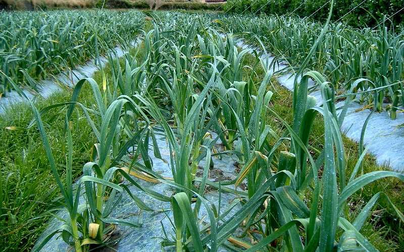 由良町産にんにく 秀品  Lサイズ  約2kg(1kg×2)  ※2025年4月下旬～5月上旬頃順次発送予定  / にんにく ニンニク 野菜 やさい 食品【sml124】