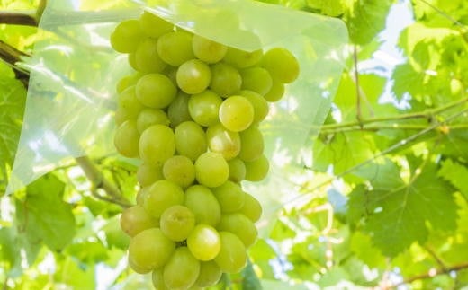 【先行予約】和歌山県産完熟シャインマスカット約1kg【2026年度発送分】 ※2026年9月上旬～2026年9下旬頃に順次発送 ※北海道・沖縄・離島配送不可 シャインマスカット マスカット 果物 くだもの フルーツ 葡萄 ぶどう ブドウ 【tecj1038】