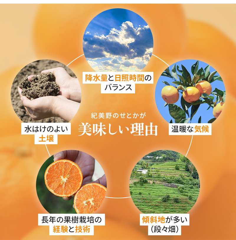 【先行予約・数量限定】地元で大人気の 秀品  せとか  3kg 【M～2Lサイズ混合】【2026年3月中旬から2026年3月下旬頃に順次発送】〈味好農園〉 /ミカン 蜜柑 柑橘 フルーツ くだもの 果物 甘い ジューシー 果汁があふれる【agy024】