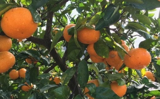 【12月発送】農園直送！完熟有田みかん 約1kg+200g【サイズ混合】【2026年12月上旬～12月下旬頃に順次発送予定】 | 予約 和歌山 有田みかん みかん【ard002-2B-12】