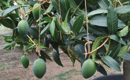 【希少マンゴー】濃厚キーツマンゴー　約1kg(1～2玉) ※2024年9月下旬～10月下旬頃に順次発送 / 国産 和歌山県 フルーツ 果物 くだもの 旬【ard042B】