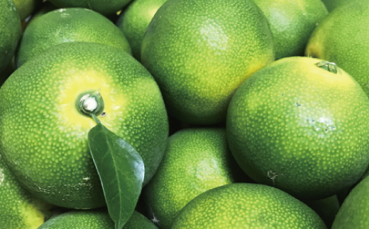 【先行予約】【2026年9月中旬～10月上旬頃に順次発送予定】【初秋の美味】【農家直送】特撰　青切り有田みかん　5kg+200g(傷み補償分) ※北海道・沖縄・離島配送不可/ 和歌山 ミカン オレンジ 柑橘 フルーツ 果物 くだもの 旬【ard044D】