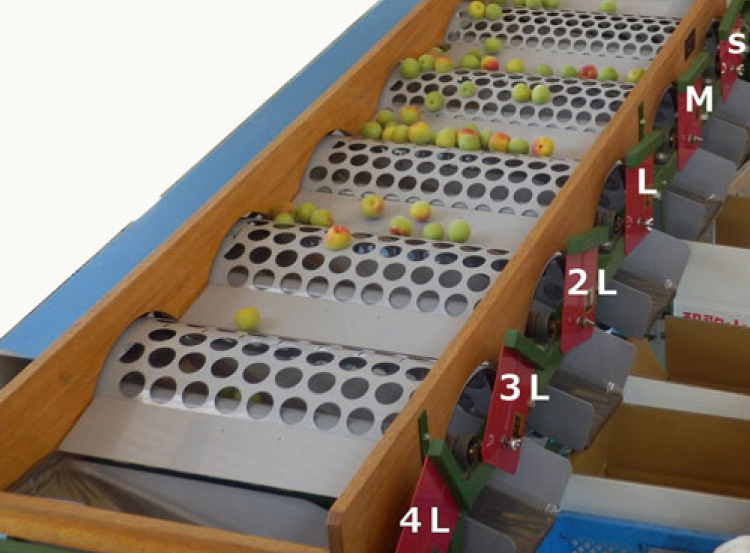 【梅干・梅酒用】（4Lまたは3L－10kg）熟南高梅＜2026年6月上旬～7月7日発送予定＞【ART09】/梅 フルーツ 梅酒 青梅 生青梅 南高梅 完熟  果物 くだもの 食品 人気 おすすめ 送料無料 和歌山【art007B】